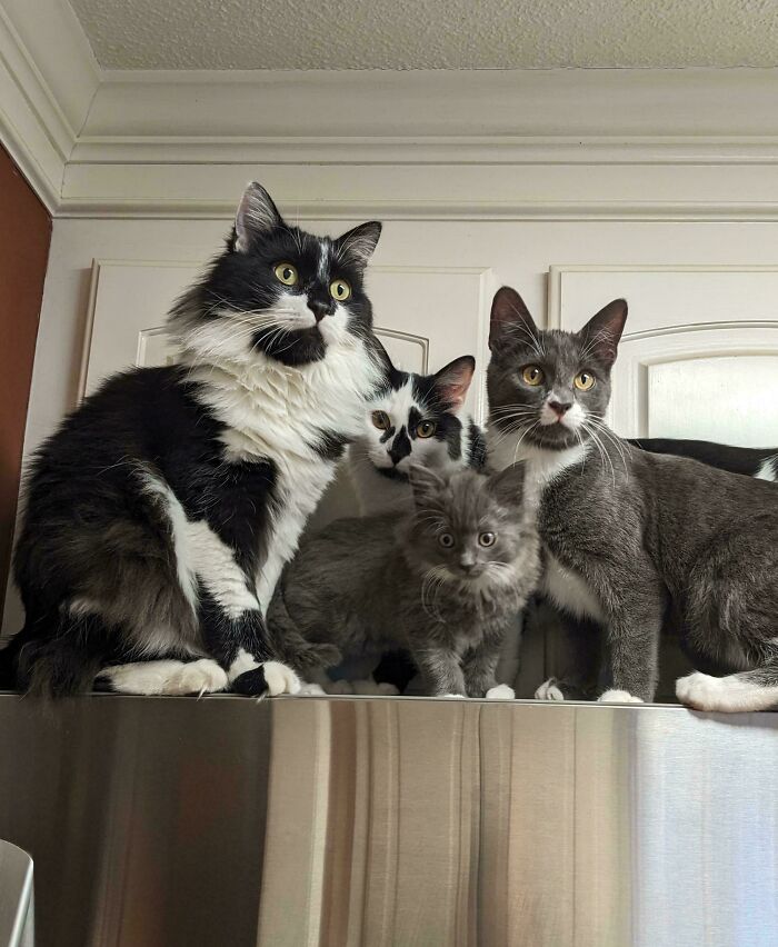 Here They Are! The Famous Cat Council