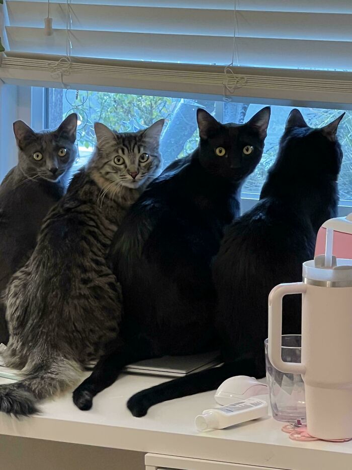 This is My Kitty Squad, Deal With It