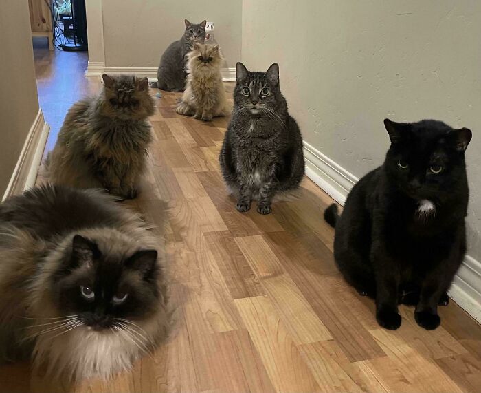 Rare Pic: The Whole Cat Council Together