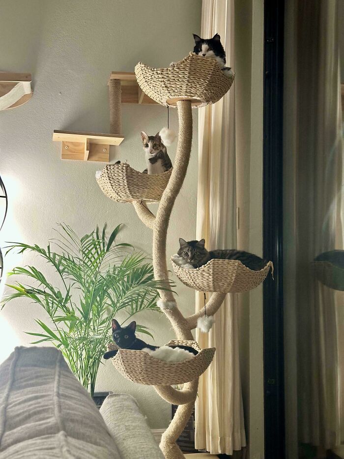A Real Cat Tree in Full Bloom!
