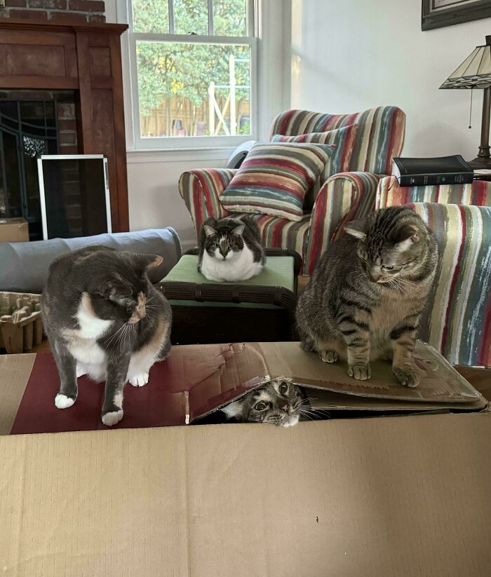 The Cat Gang Has Assembled