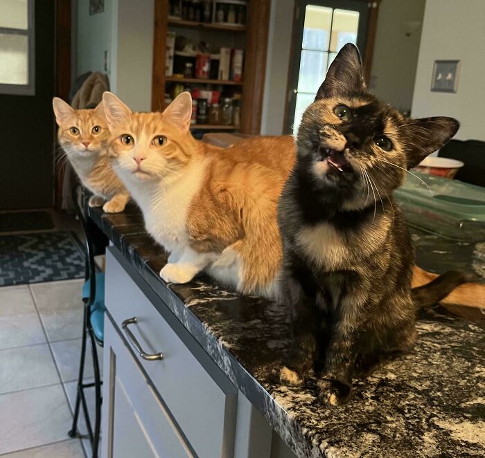 Secret Cat Council Business While I’m Cooking