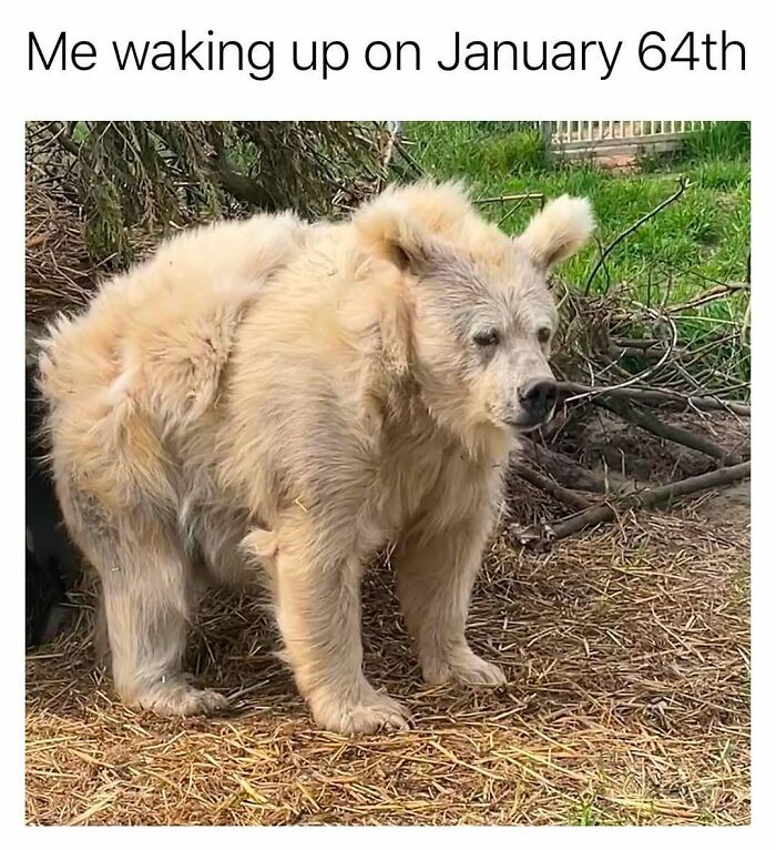 Wait, They Actually Ranked These 40 Hilarious Memes You Need Right Now