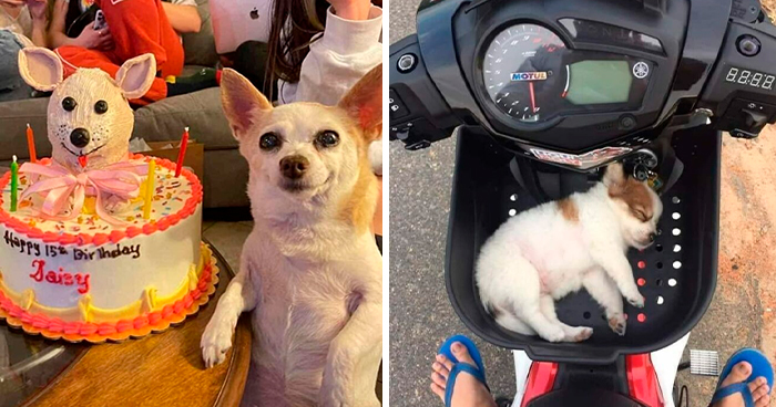 The 78 Most Adorable Dog Pics That’ll Totally Melt Your Heart