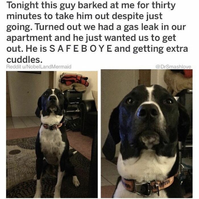 The 78 Most Adorable Dog Pics That'll Totally Melt Your Heart