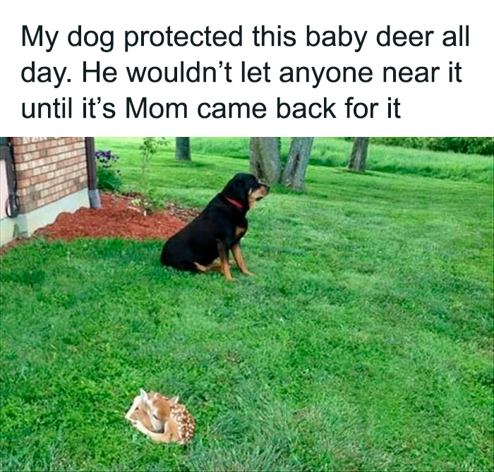 The 78 Most Adorable Dog Pics That'll Totally Melt Your Heart