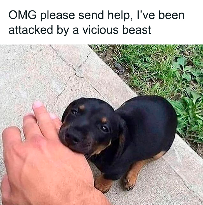 The 78 Most Adorable Dog Pics That'll Totally Melt Your Heart