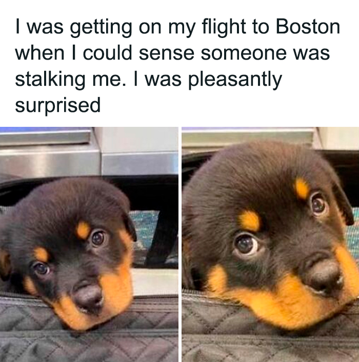 The 78 Most Adorable Dog Pics That'll Totally Melt Your Heart