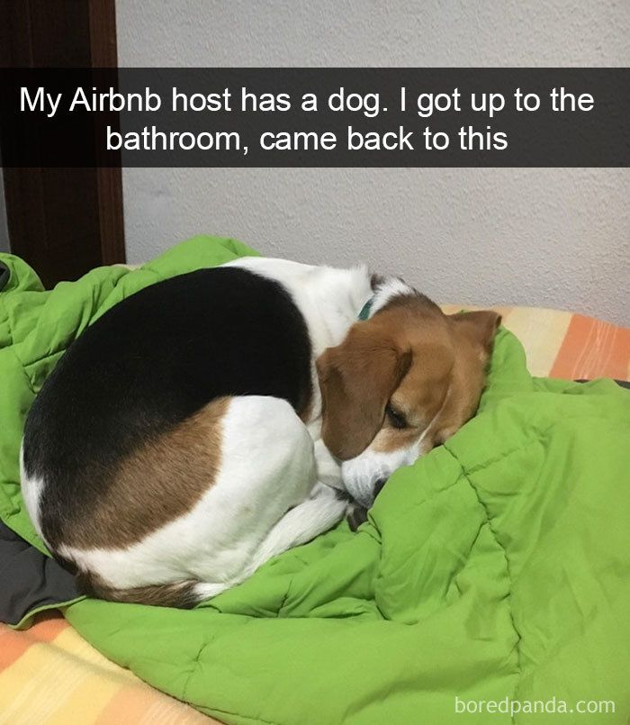 The 78 Most Adorable Dog Pics That'll Totally Melt Your Heart