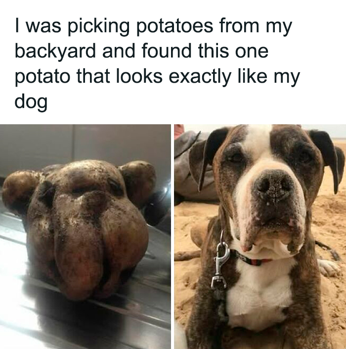 The 78 Most Adorable Dog Pics That'll Totally Melt Your Heart