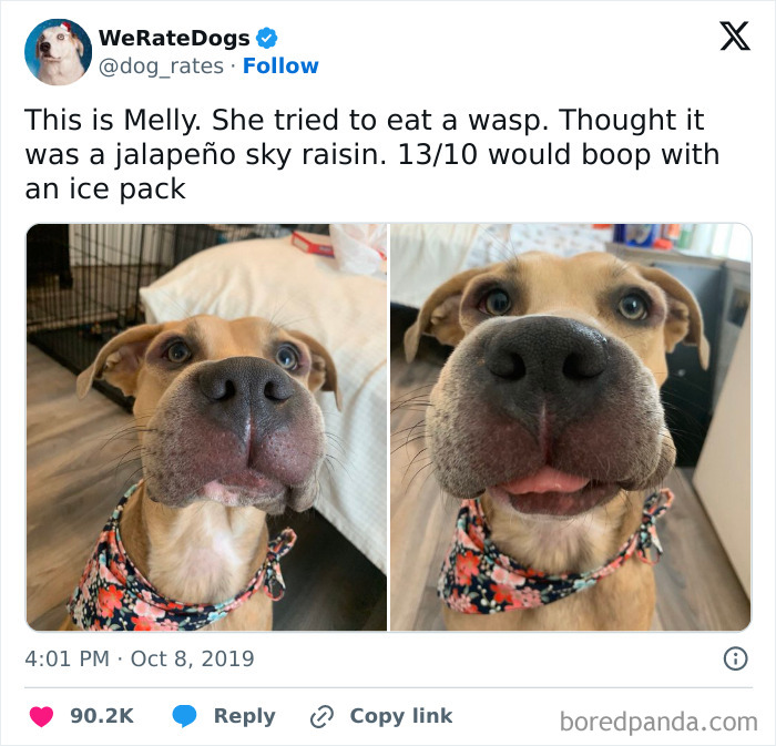 The 78 Most Adorable Dog Pics That'll Totally Melt Your Heart