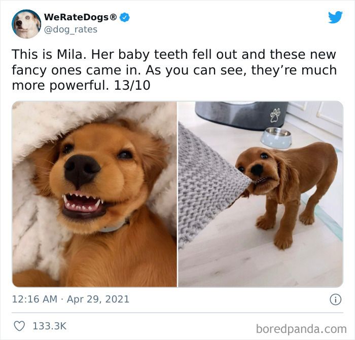 The 78 Most Adorable Dog Pics That'll Totally Melt Your Heart