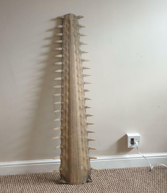 A Sawfish Saw From My Great Grandfather. Big And Wild!