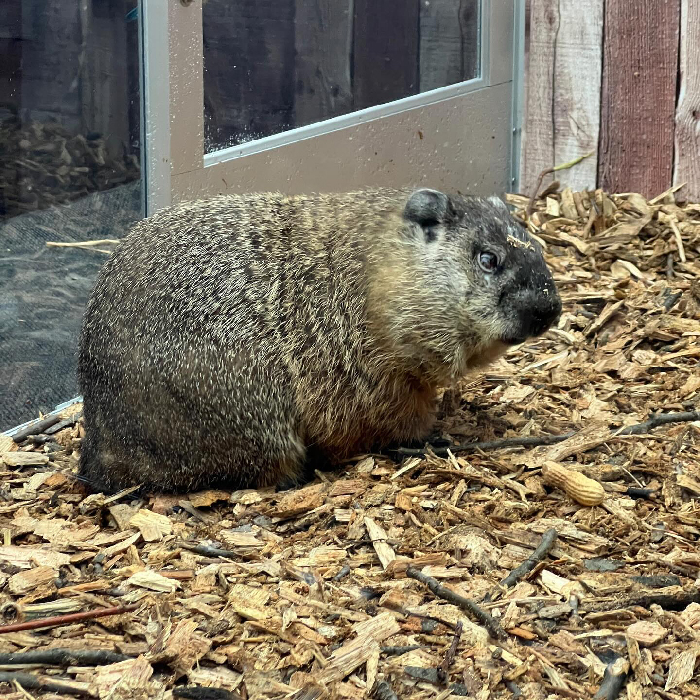 Staten Island Chuck: The Groundhog Who’s Got Spring Dialed In