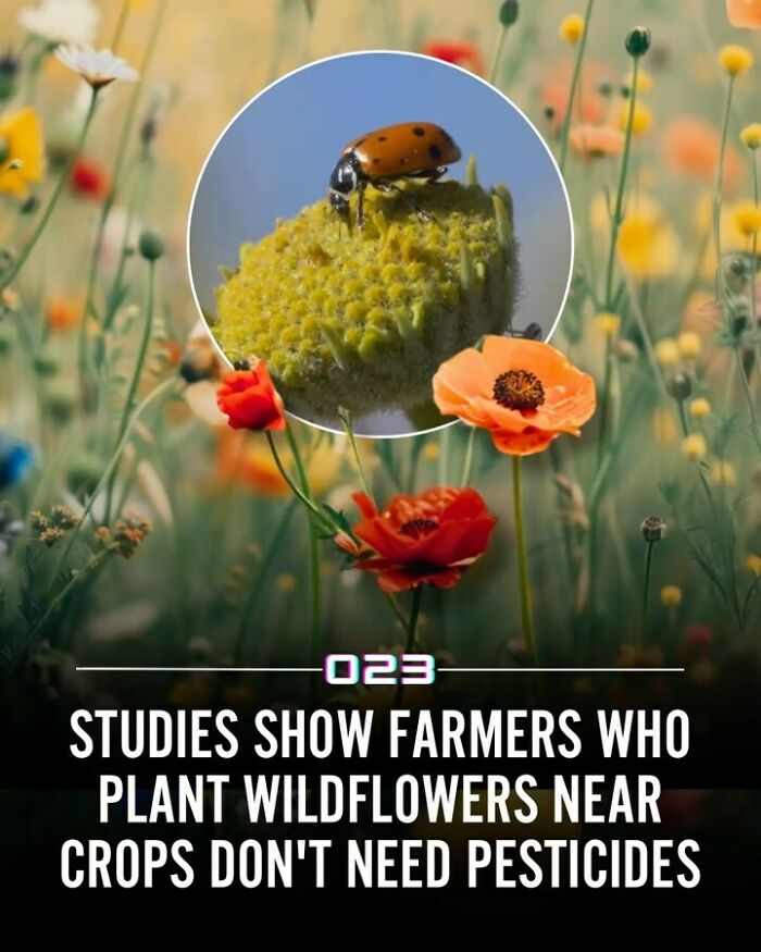 92 Wholesome Facts That’ll Totally Brighten Your Day