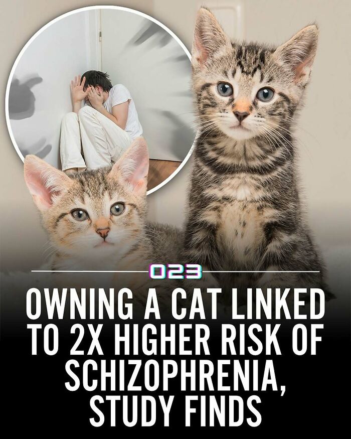 92 Wholesome Facts That’ll Totally Brighten Your Day