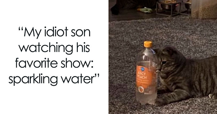 Let’s Dive Into 2025’s Funniest Animal Memes That Totally Made Our Day