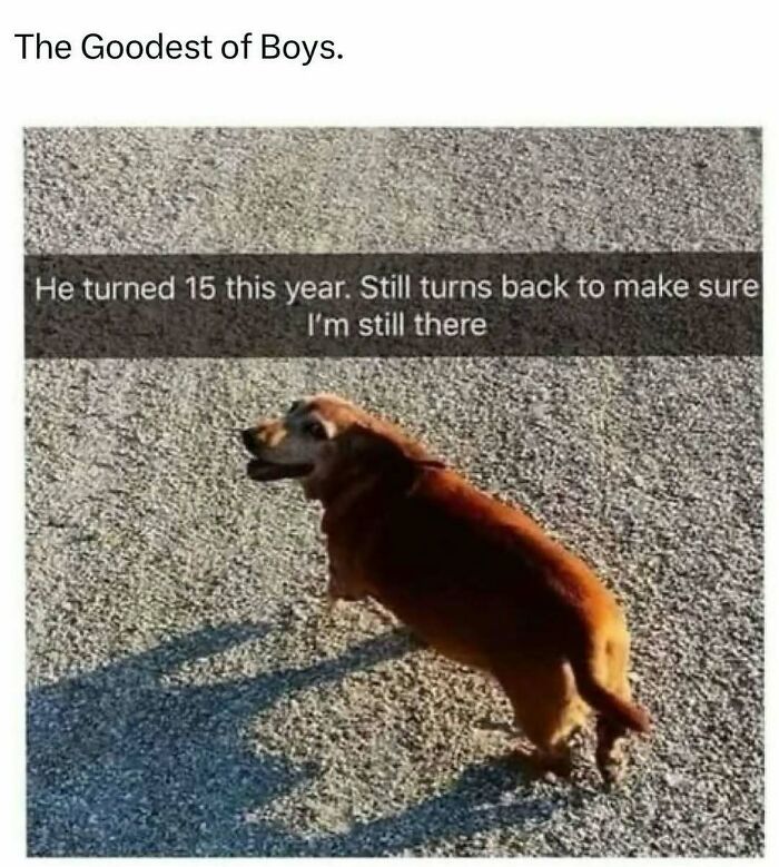 Let's Dive Into 2025’s Funniest Animal Memes That Totally Made Our Day