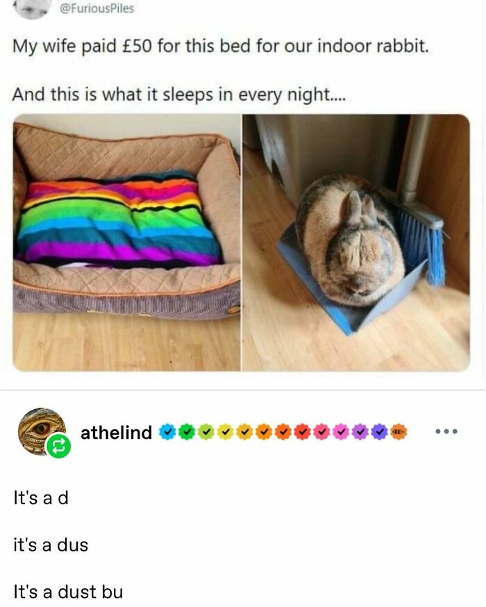 Let's Dive Into 2025’s Funniest Animal Memes That Totally Made Our Day