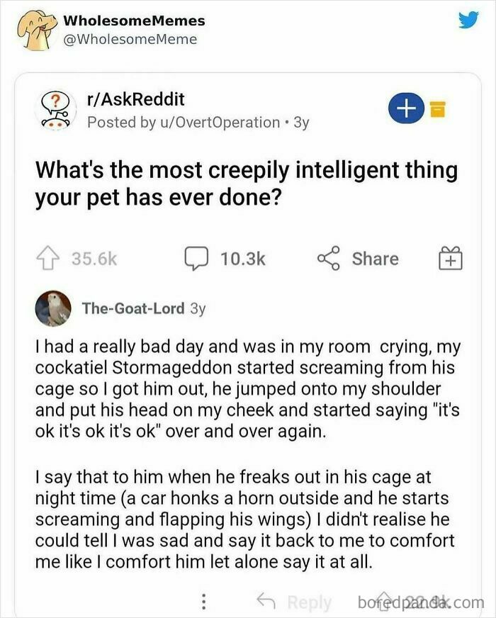 Let's Dive Into 2025’s Funniest Animal Memes That Totally Made Our Day