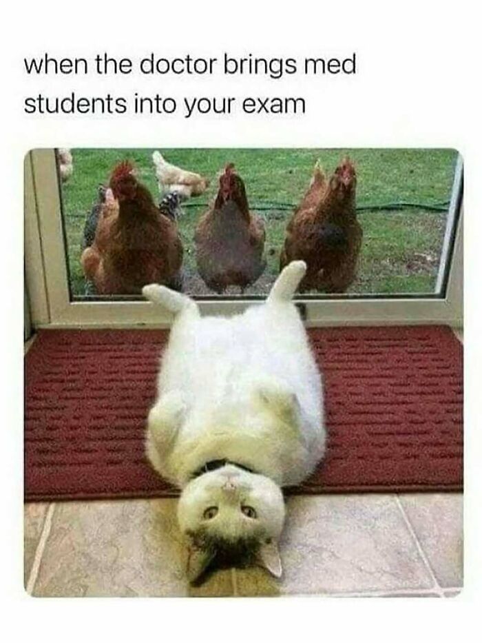 Let's Dive Into 2025’s Funniest Animal Memes That Totally Made Our Day