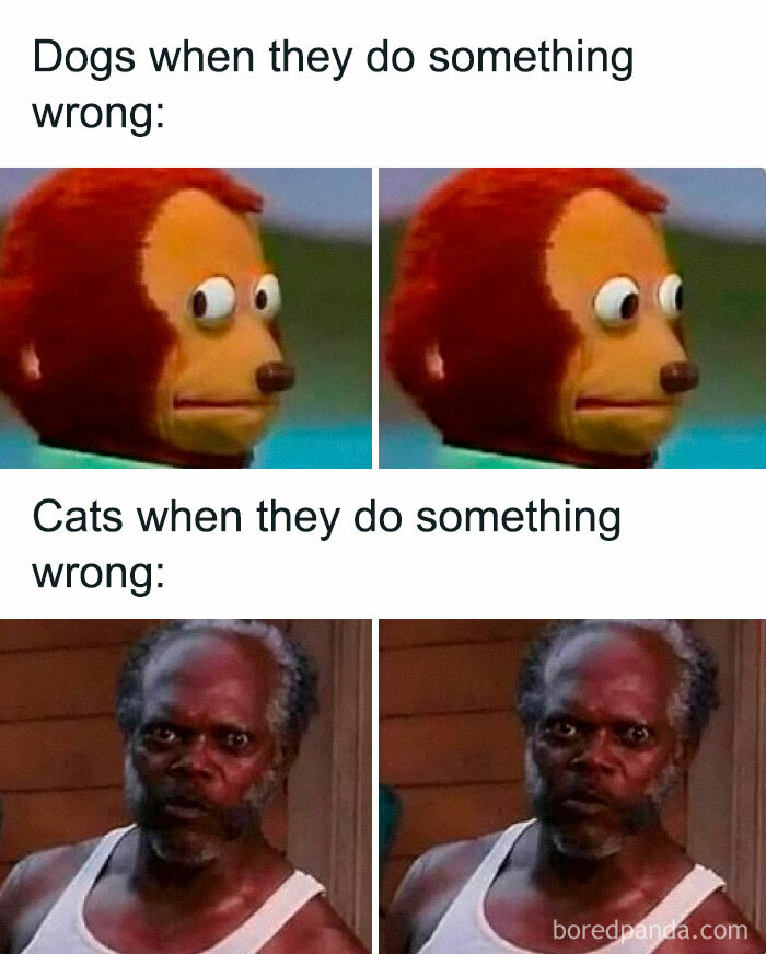 Let's Dive Into 2025’s Funniest Animal Memes That Totally Made Our Day