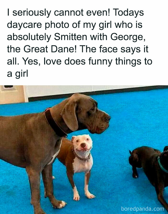 Let's Dive Into 2025’s Funniest Animal Memes That Totally Made Our Day