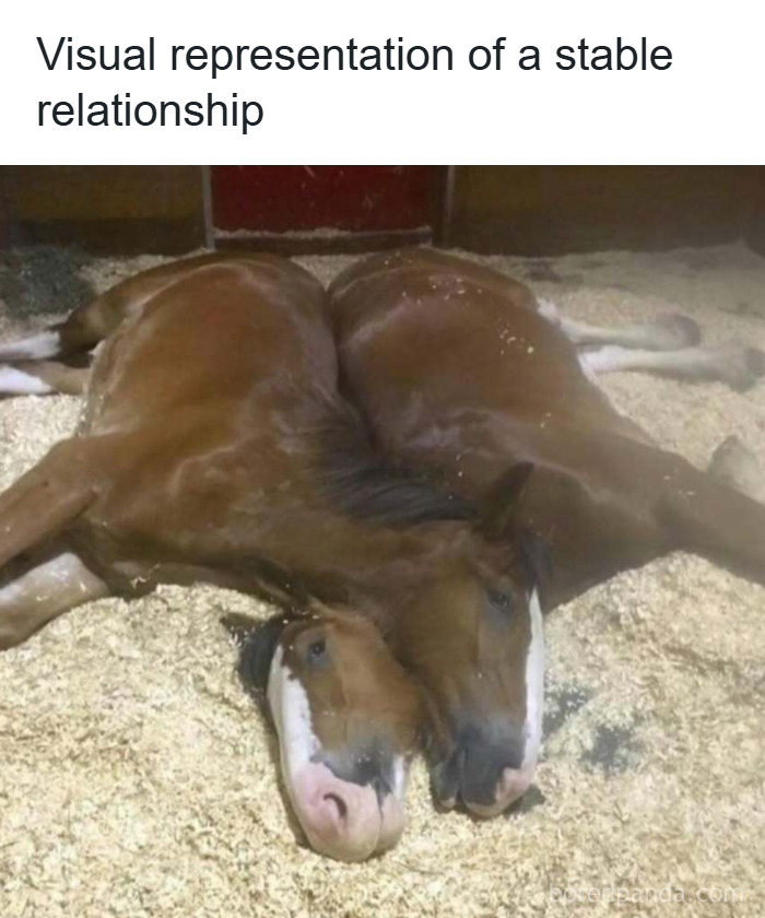 Let's Dive Into 2025’s Funniest Animal Memes That Totally Made Our Day