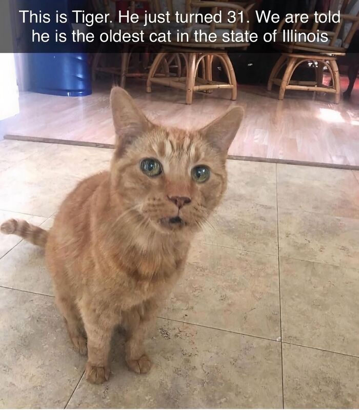 Let's Dive Into 2025’s Funniest Animal Memes That Totally Made Our Day