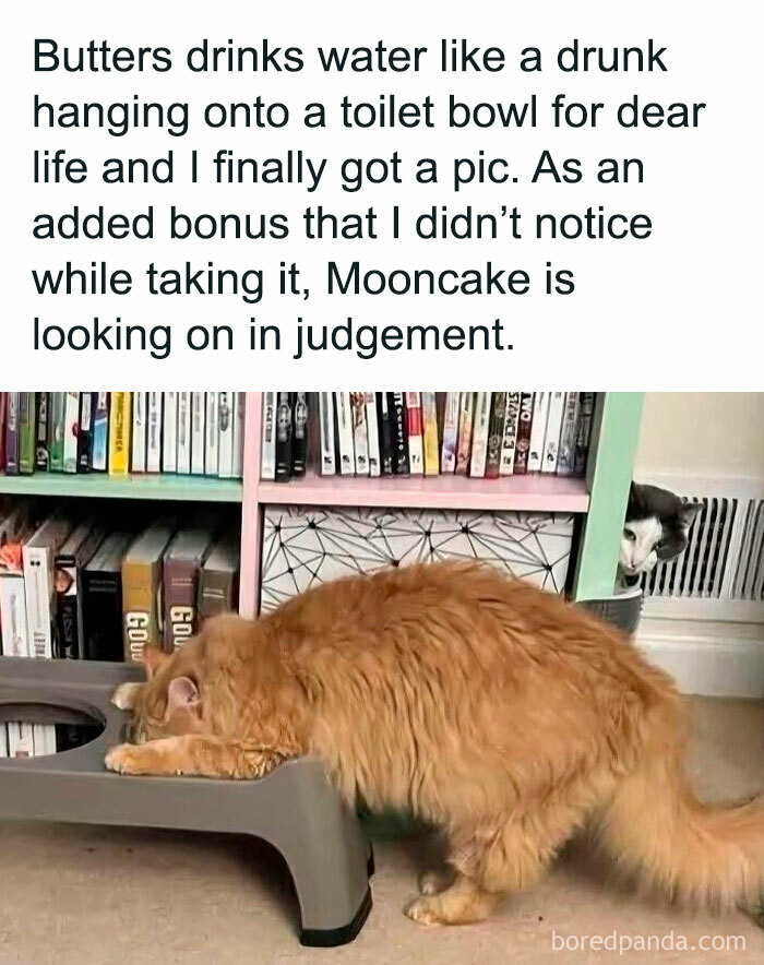 Let's Dive Into 2025’s Funniest Animal Memes That Totally Made Our Day