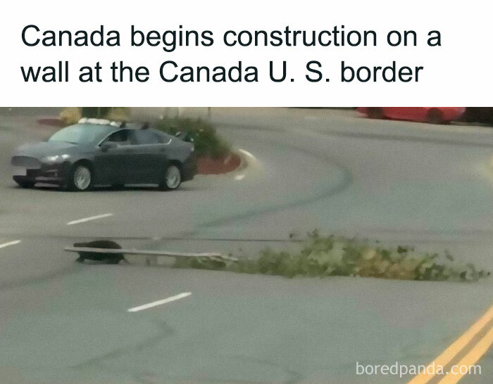 Let's Dive Into 2025’s Funniest Animal Memes That Totally Made Our Day