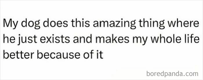 Let's Dive Into 2025’s Funniest Animal Memes That Totally Made Our Day