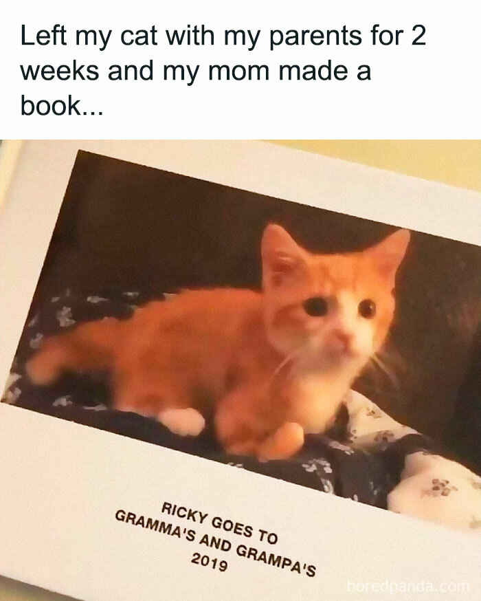 Let's Dive Into 2025’s Funniest Animal Memes That Totally Made Our Day