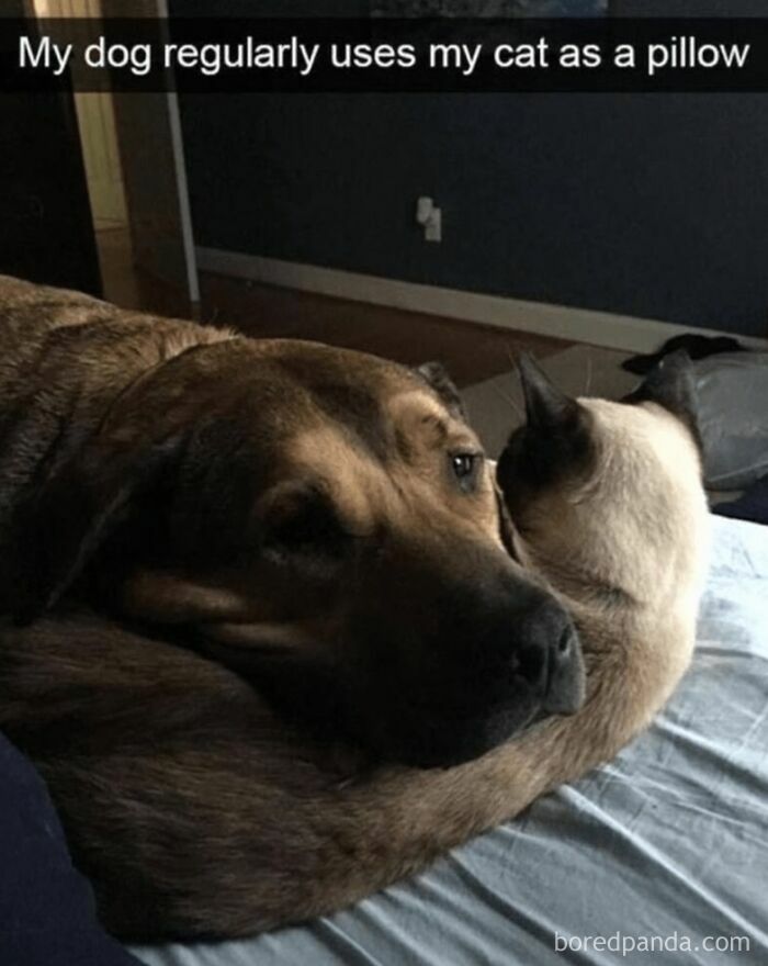 Let's Dive Into 2025’s Funniest Animal Memes That Totally Made Our Day