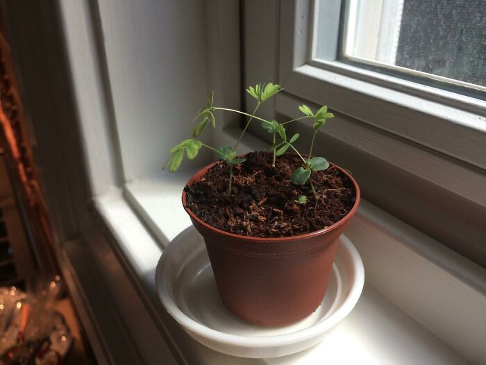 Fake Being Dead Is Surprisingly Easy With Zombie Plant Seeds That Drop Dead On Touch