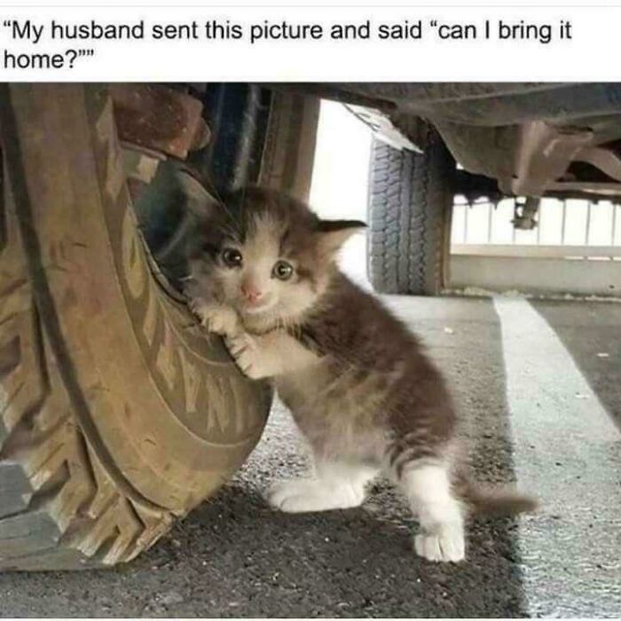 Silly Cat Level: Expert