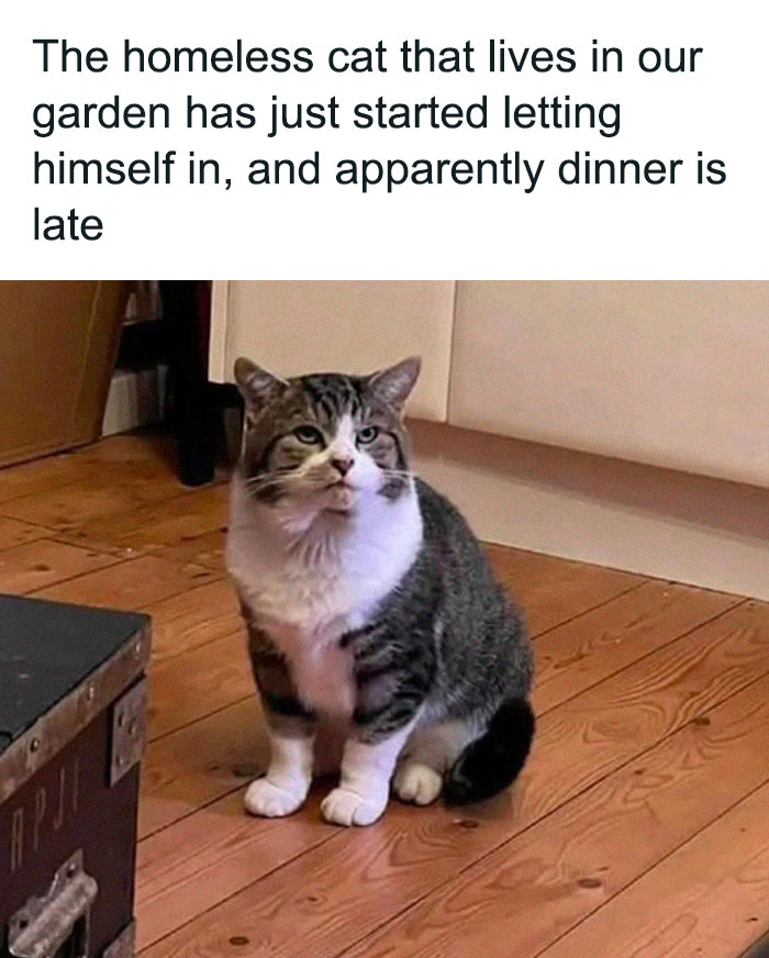 Wait, They Actually Ranked These Cat Memes?!