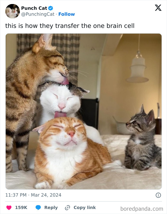 Wait, They Actually Ranked These Cat Memes?!