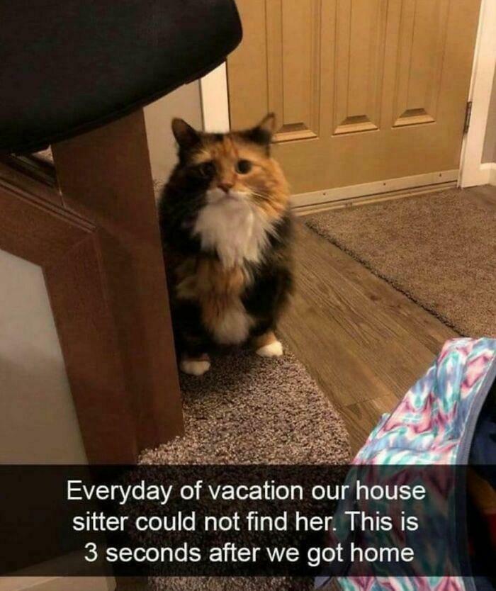 Wait, They Actually Ranked These Cat Memes?!