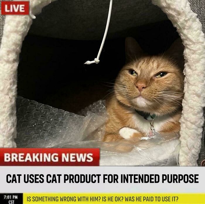 Wait, They Actually Ranked These Cat Memes?!