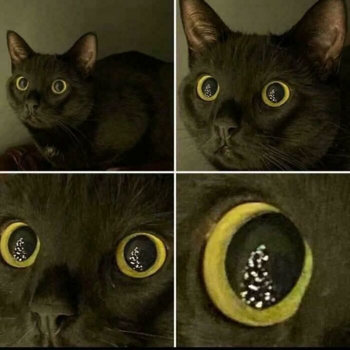 Wait, They Actually Ranked These Cat Memes?!