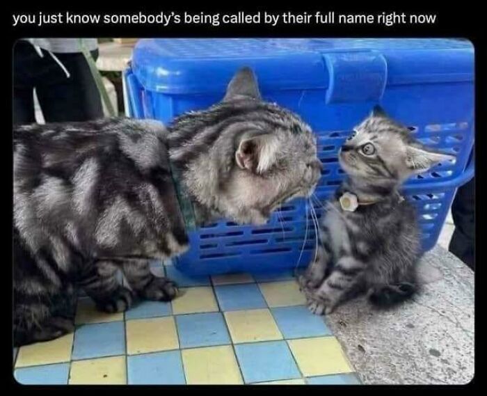 Wait, They Actually Ranked These Cat Memes?!