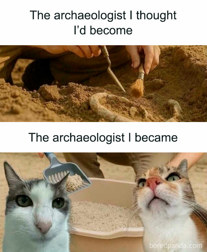 Wait, They Actually Ranked These Cat Memes?!