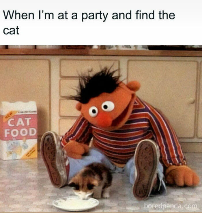 Wait, They Actually Ranked These Cat Memes?!