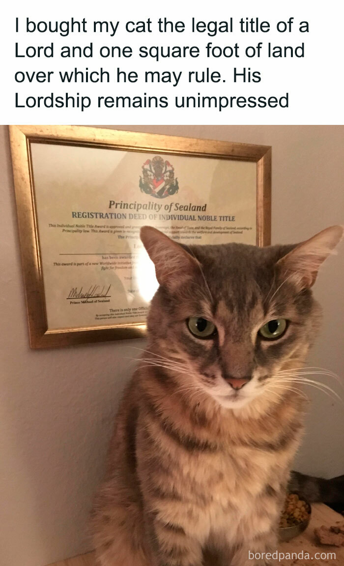 Wait, They Actually Ranked These Cat Memes?!