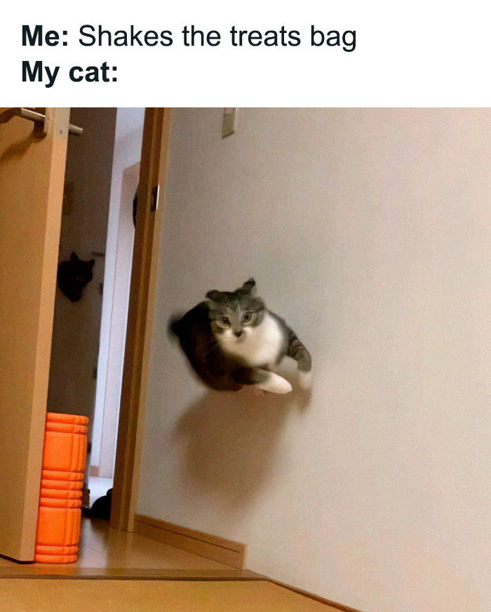 Wait, They Actually Ranked These Cat Memes?!