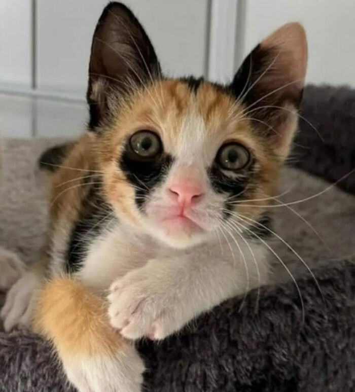 Wait, They Actually Ranked These Cat Memes?!