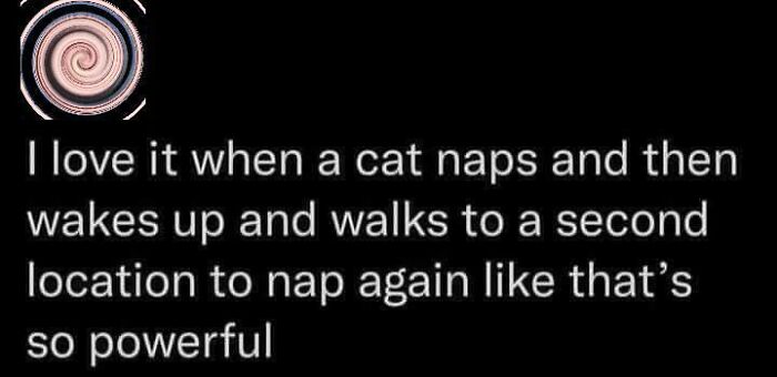 Wait, They Actually Ranked These Cat Memes?!