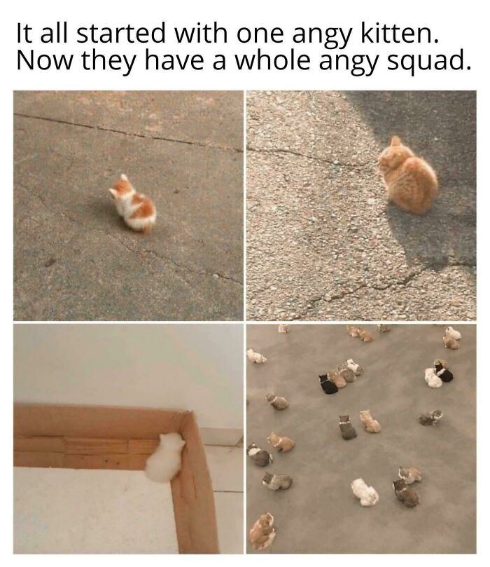 Wait, They Actually Ranked These Cat Memes?!