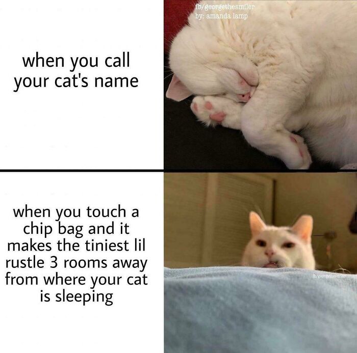Wait, They Actually Ranked These Cat Memes?!